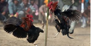 Đá Gà Campuchia - Sân Chơi Của Các Chiến Kê Oai Vệ