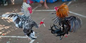 Đá Gà Cựa Dao SHBET - Trải Nghiệm Các Trận Đấu Gà Đá Gay Cấn