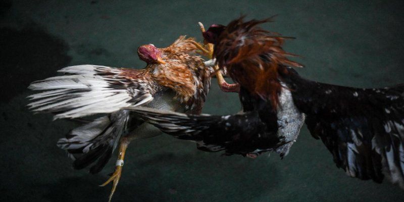Những kinh nghiệm đặt cược đá gà cựa dao hiệu quả
