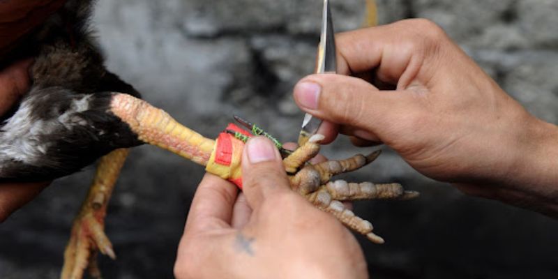 Lợi ích khi tham gia đá gà cựa dao tại SHBET