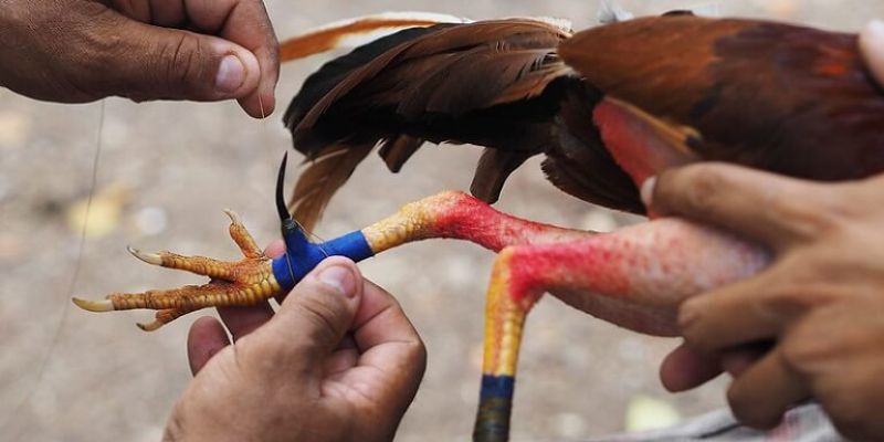 Mẹo đặt cược đá gà cựa sắt luôn thắng