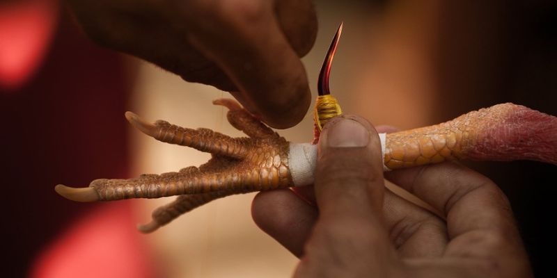 Định nghĩa về đá gà cựa sắt