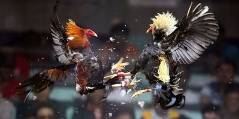 Luật đá gà cựa sắt quy định về thời gian mỗi hiệp đấu