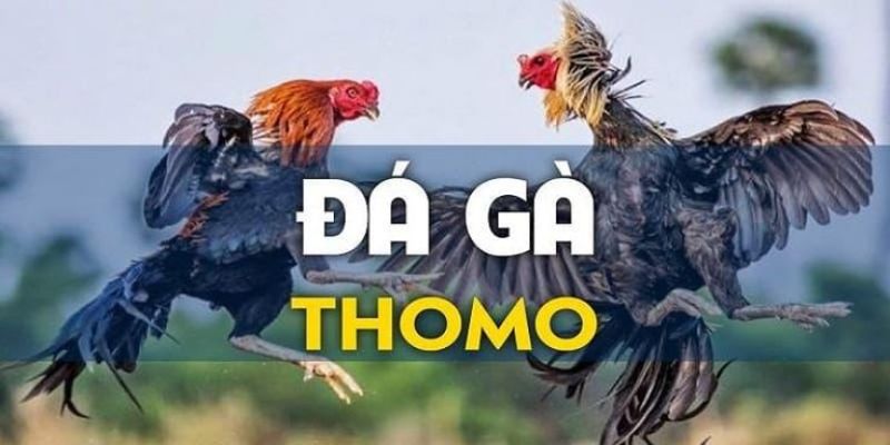 Các hình thức đá gà Thomo phổ biến nhất hiện nay