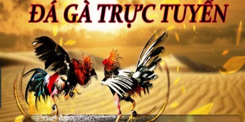 Đá gà trực tiếp Thomo sở hữu nhiều ưu điểm nổi bật