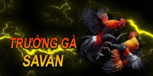 Trường Gà Savan - Tận Hưởng Các Trận Đấu Đá Gà Đẳng Cấp