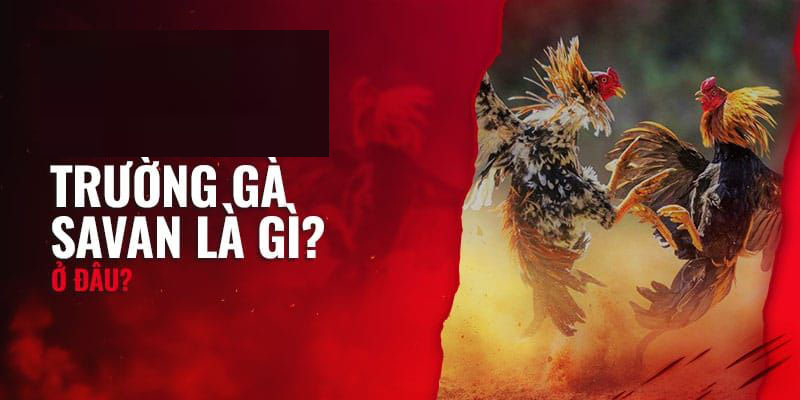 Giới thiệu trường gà Savan