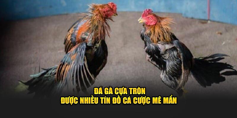 Đá gà cựa tròn được nhiều tín đồ cá cược mê mẩn