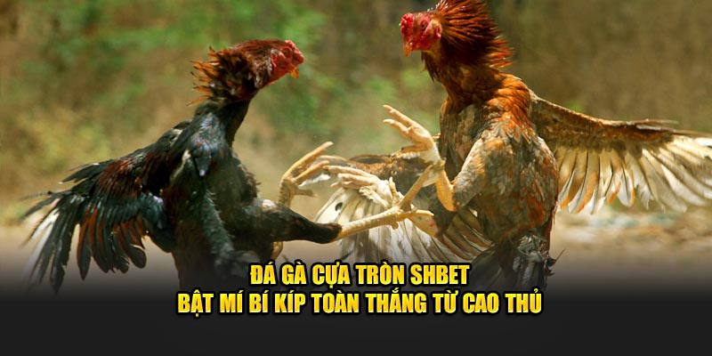 Đá Gà Cựa Tròn SHBET - Bật Mí Bí Kíp Toàn Thắng Từ Cao Thủ