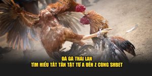 Đá Gà Thái Lan - Tìm Hiểu Tất Tần Tật Từ A Đến Z Cùng SHBET