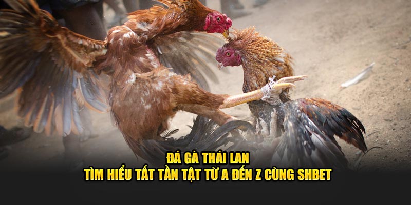 Đá Gà Thái Lan - Tìm Hiểu Tất Tần Tật Từ A Đến Z Cùng SHBET