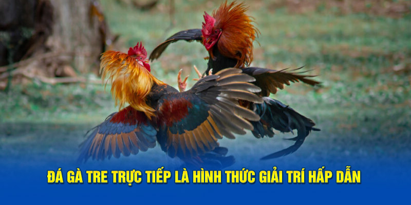 Đá gà tre trực tiếp là hình thức giải trí hấp dẫn