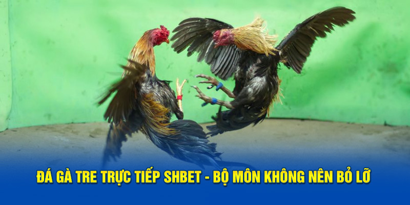 Đá Gà Tre Trực Tiếp SHBET - Bộ Môn Không Nên Bỏ Lỡ