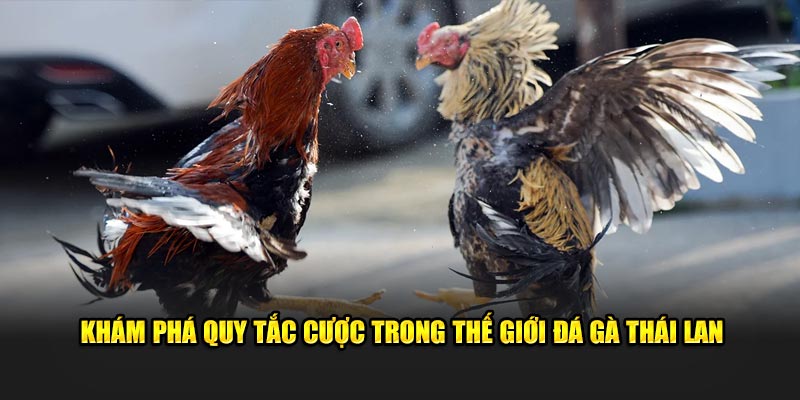 Khám phá quy tắc cược trong thế giới đá gà Thái Lan