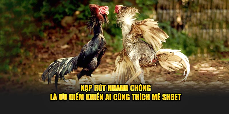 Nạp rút nhanh chóng là ưu điểm khiến ai cũng thích mê SHBET