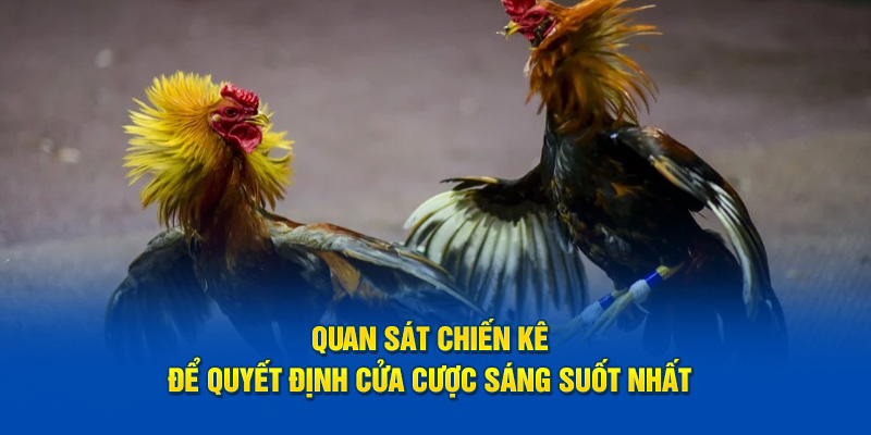 Quan sát chiến kê để quyết định cửa cược sáng suốt nhất
