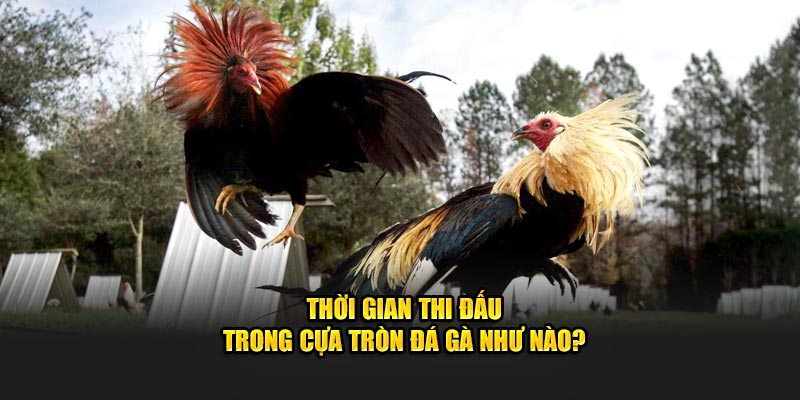Thời gian thi đấu trong cựa tròn đá gà như nào?